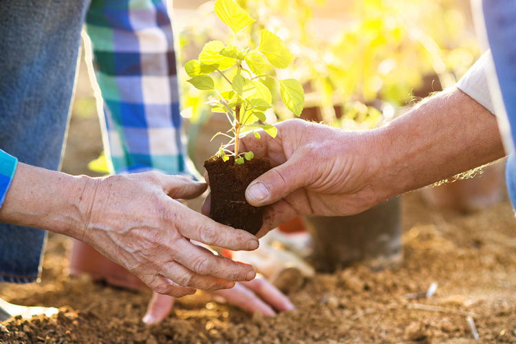 mullen residences close up of hands working in the garden mullen residences close up of hands working in the garden